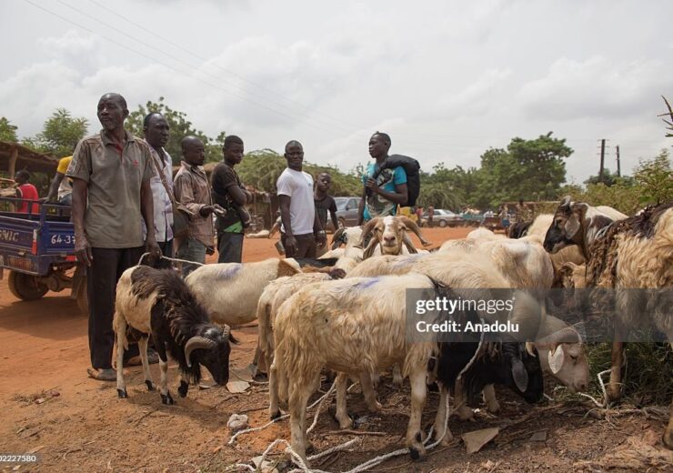 OUAGADOUGOU - SEPTEMBER 10: People visit livestock market to buy a sacrifical animal for the upcoming Muslim sacrificial festival "Eid al-Adha" on the outskirts of Ouagadougou, Burkina Faso on September 10, 2016. Eid-al Adha is the one of two most important holiday in the Islamic calendar, with prayers and the ritual sacrifice of animals. (Photo by Olympia de Maismont/Anadolu Agency/Getty Images)
