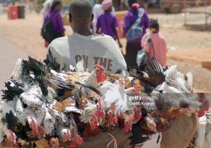 Africa, Burkina Faso, View Of Chicken Seller Riding Bicycle (Year 2007)